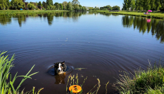 Hond in het water van Noorderpark-Ruigenhoek