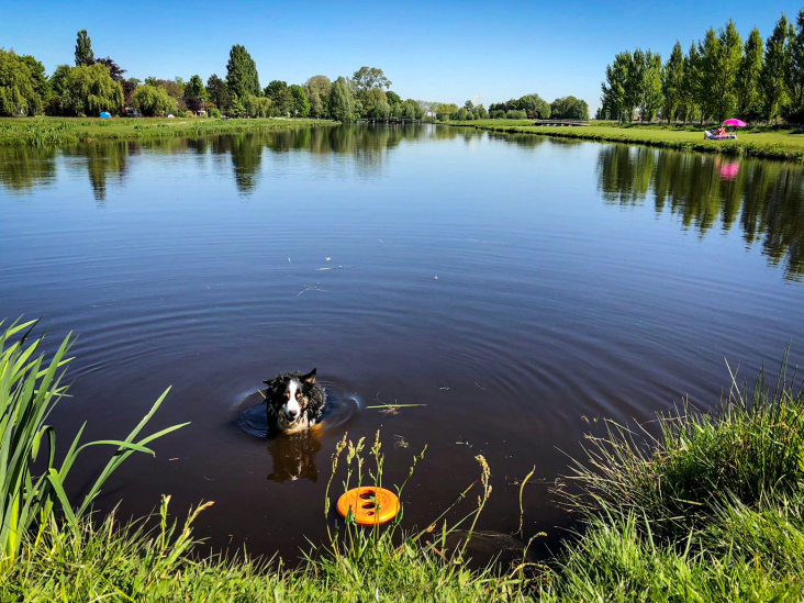 Hond in het water van Noorderpark-Ruigenhoek