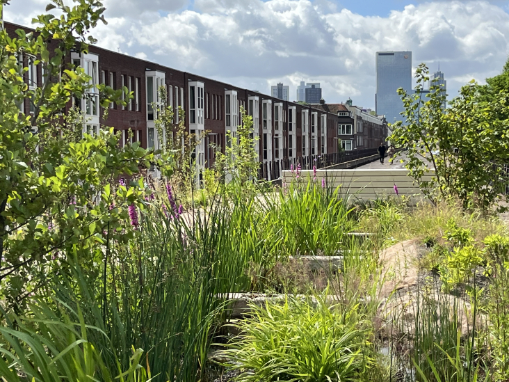 © Gemeente Rotterdam Planten in het Hofbogenpark in Rotterdam, met op de achtergrond een rij woningen