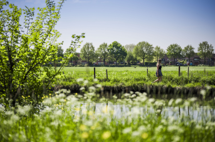 Een wandelaar loopt langs een sloot een weiland aan de rand van stedelijk gebied