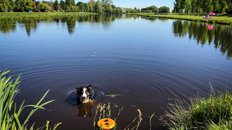 Hond in het water van Noorderpark-Ruigenhoek